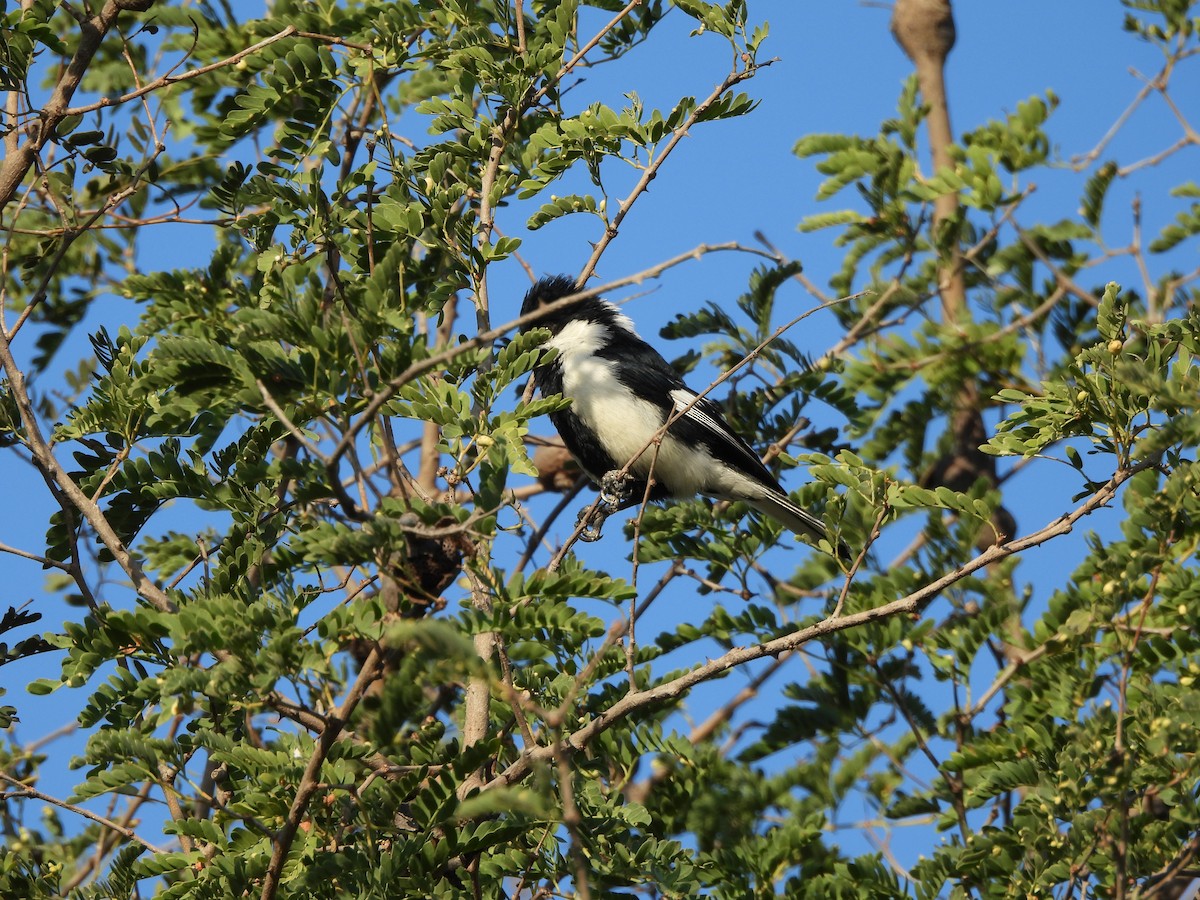Mésange à ailes blanches - ML646833420