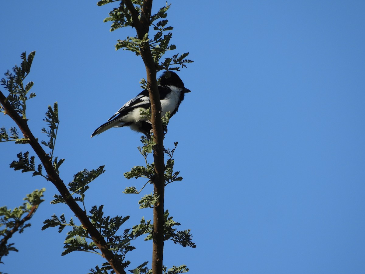 Mésange à ailes blanches - ML646833421