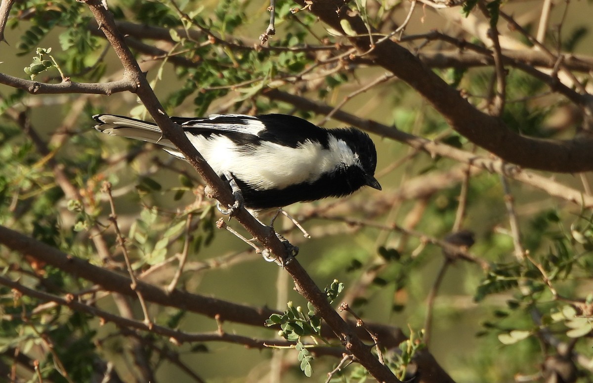 Mésange à ailes blanches - ML646833422