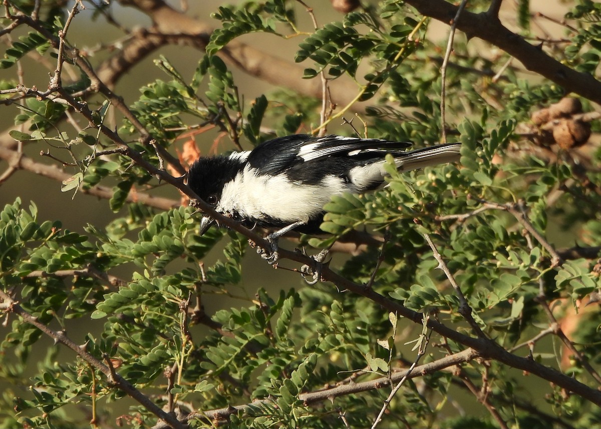 Mésange à ailes blanches - ML646833423