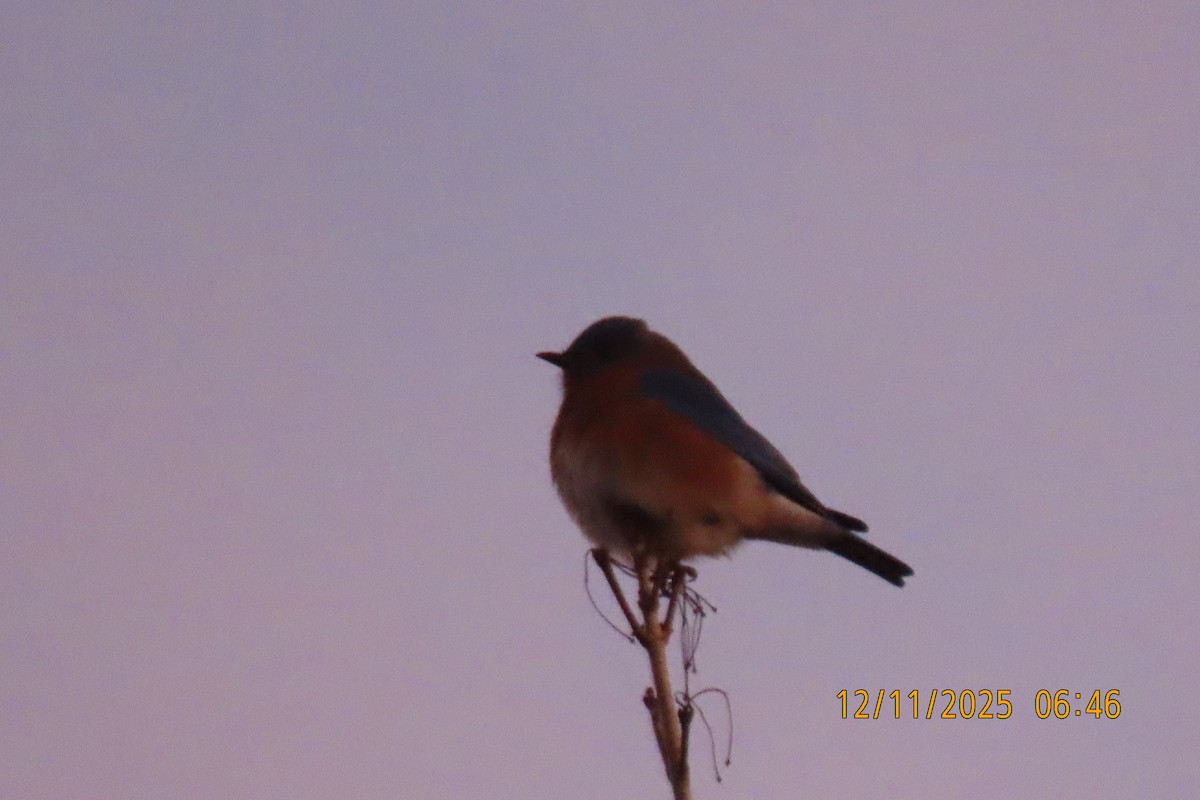 Eastern Bluebird - ML646833424