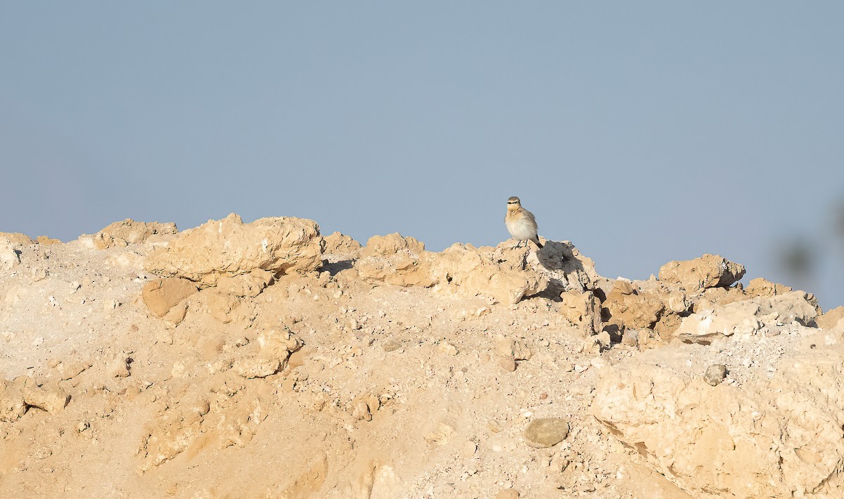 Бүжимч чогчиго - ML646833426