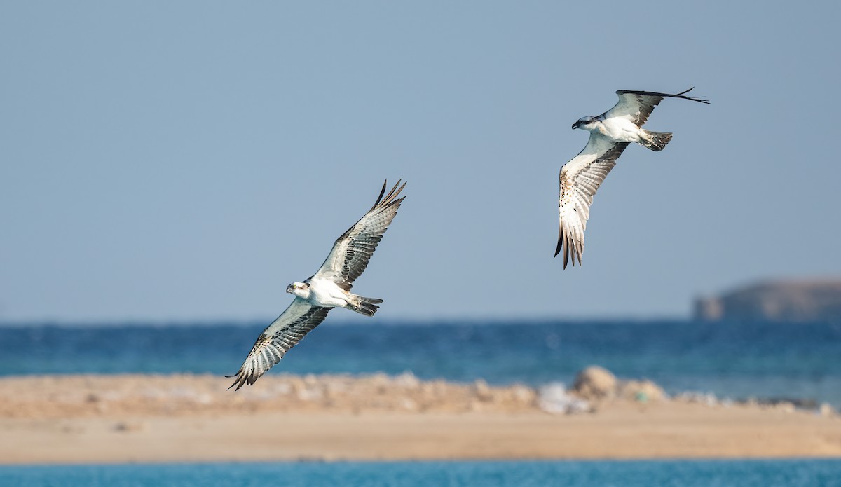 Скопа (haliaetus) - ML646833430