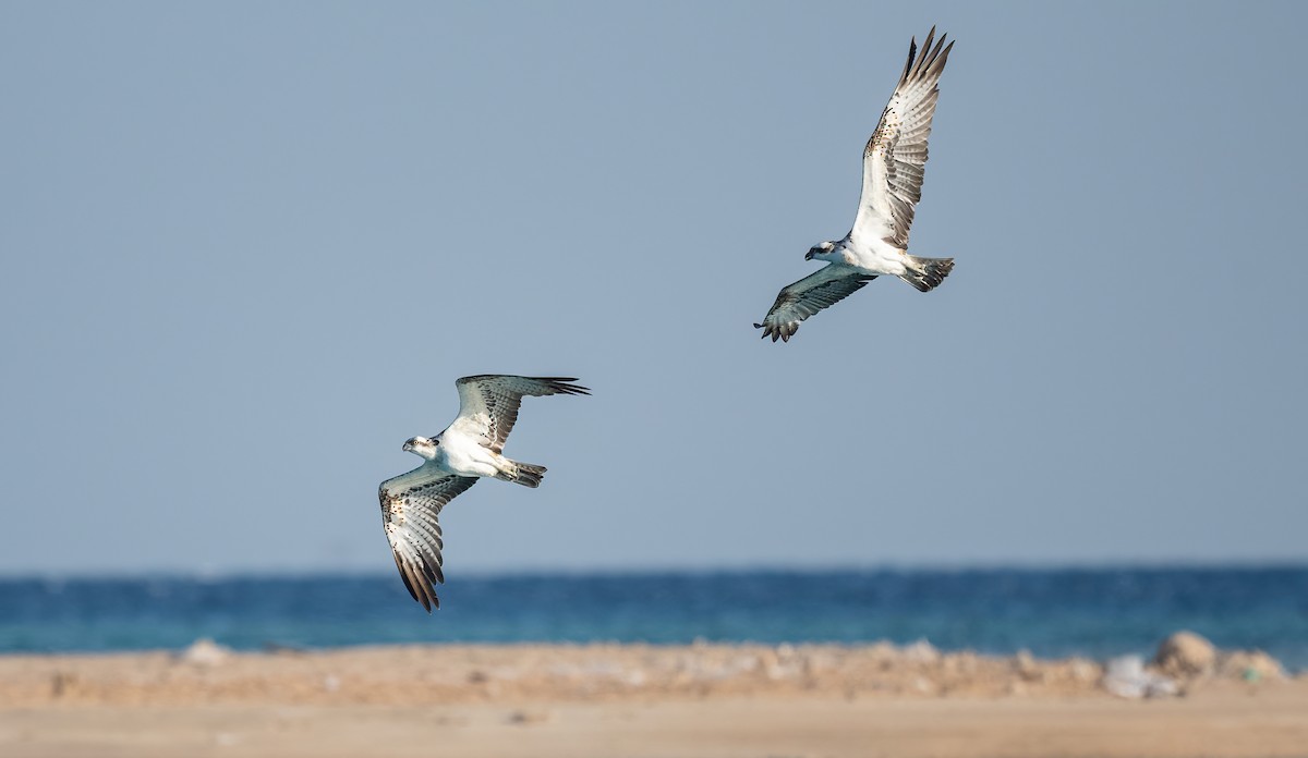 Скопа (haliaetus) - ML646833431