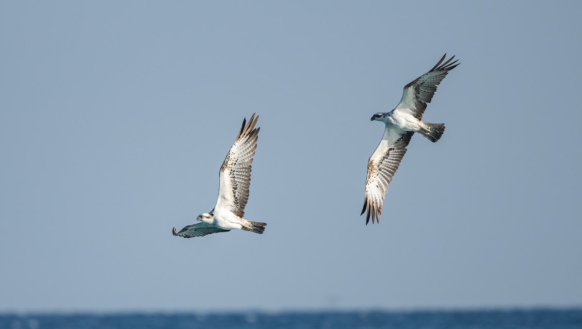 Скопа (haliaetus) - ML646833433