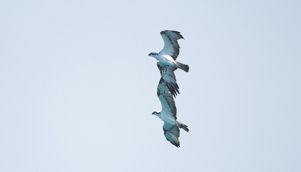 Скопа (haliaetus) - ML646833436