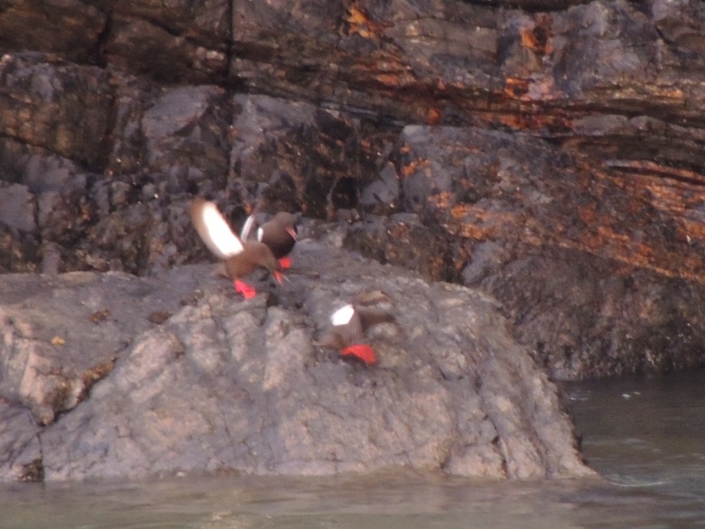 אוריה שחורה - ML646833437