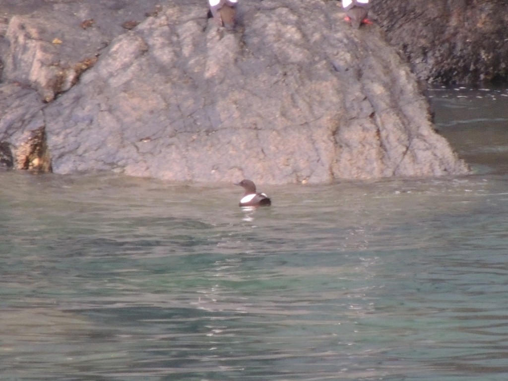 אוריה שחורה - ML646833439