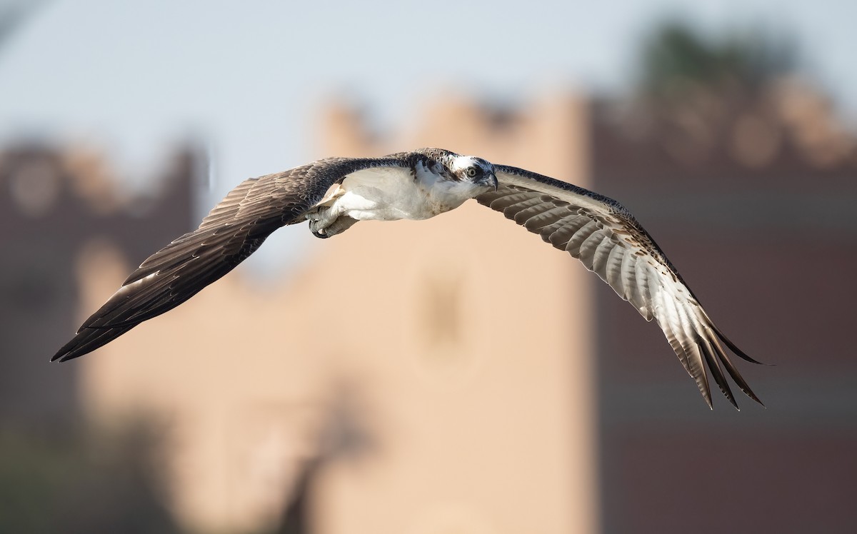 Скопа (haliaetus) - ML646833441