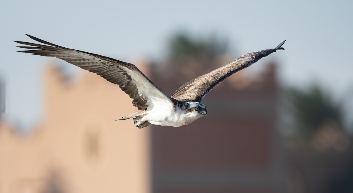 Скопа (haliaetus) - ML646833442