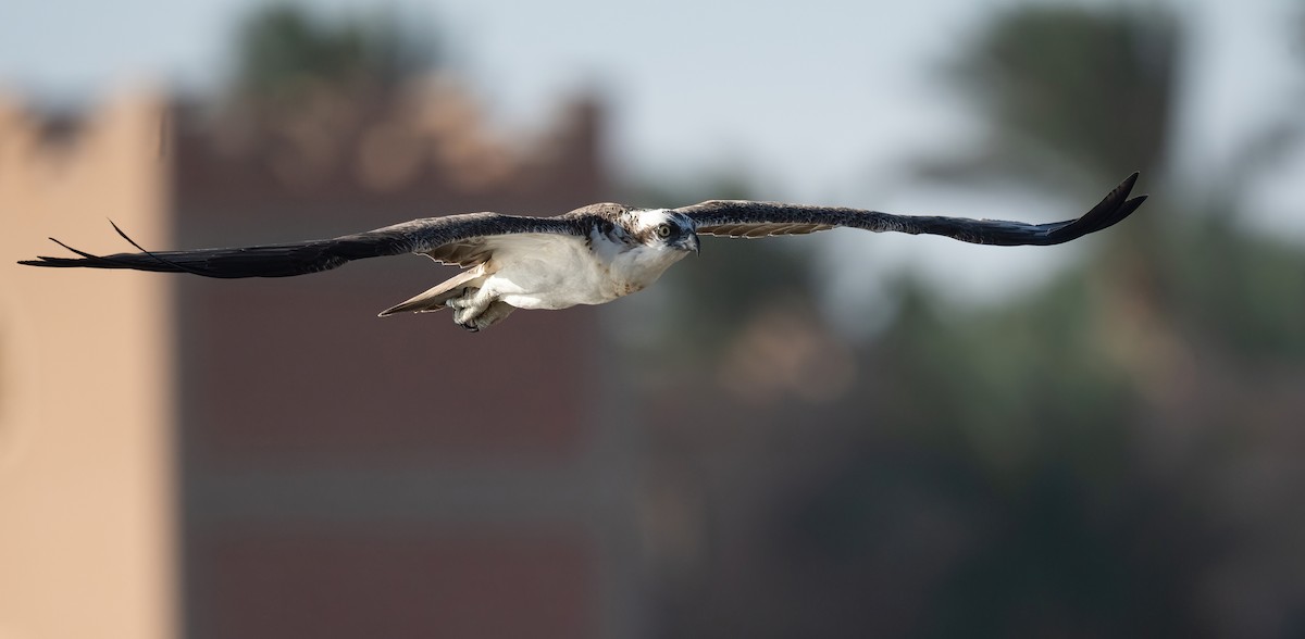 Скопа (haliaetus) - ML646833443