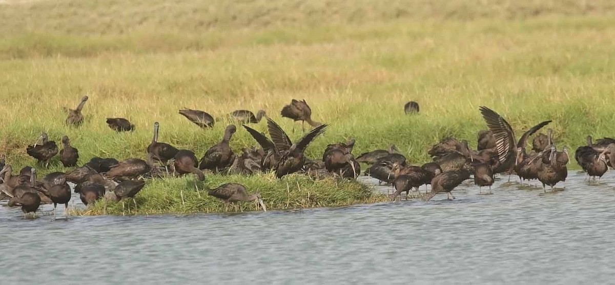 Каравайка - ML646833445