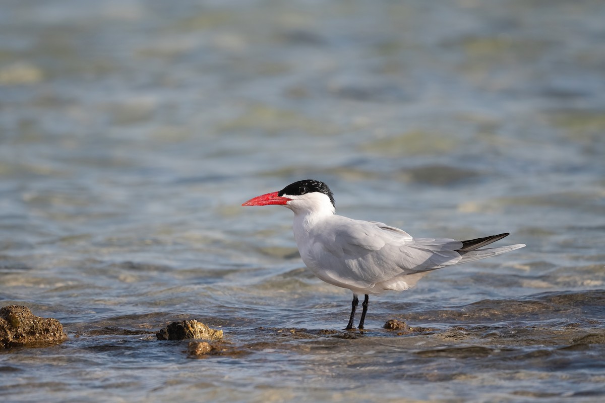 Морин хараалай - ML646833454