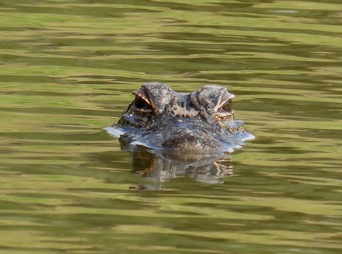 ミシシッピアリゲーター - ML646833455