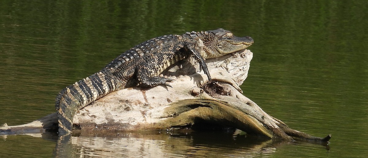 ミシシッピアリゲーター - ML646833456