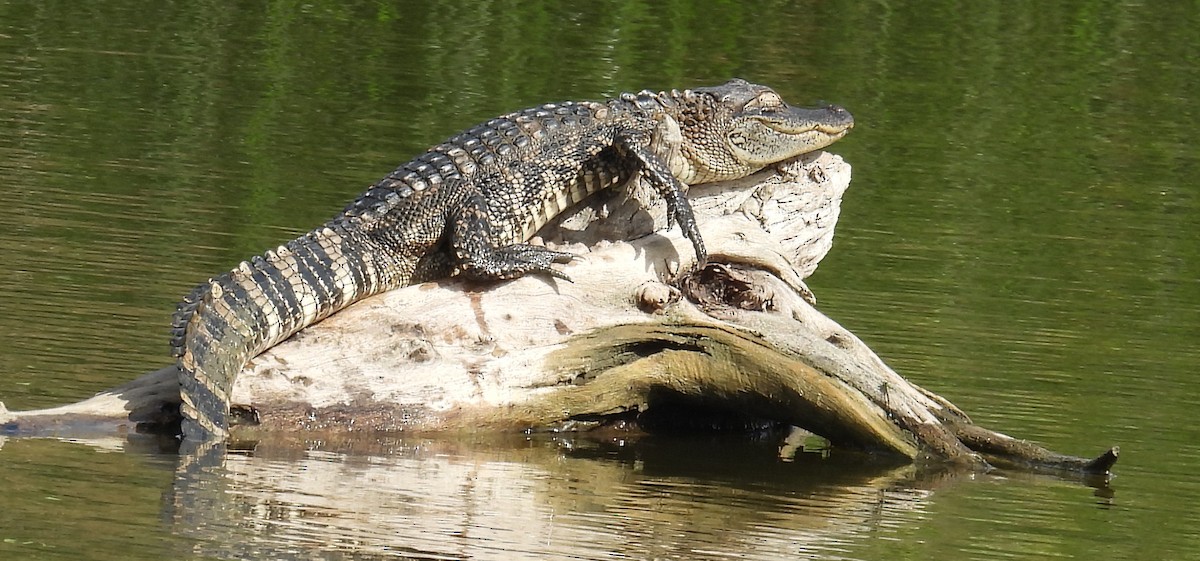 ミシシッピアリゲーター - ML646833457