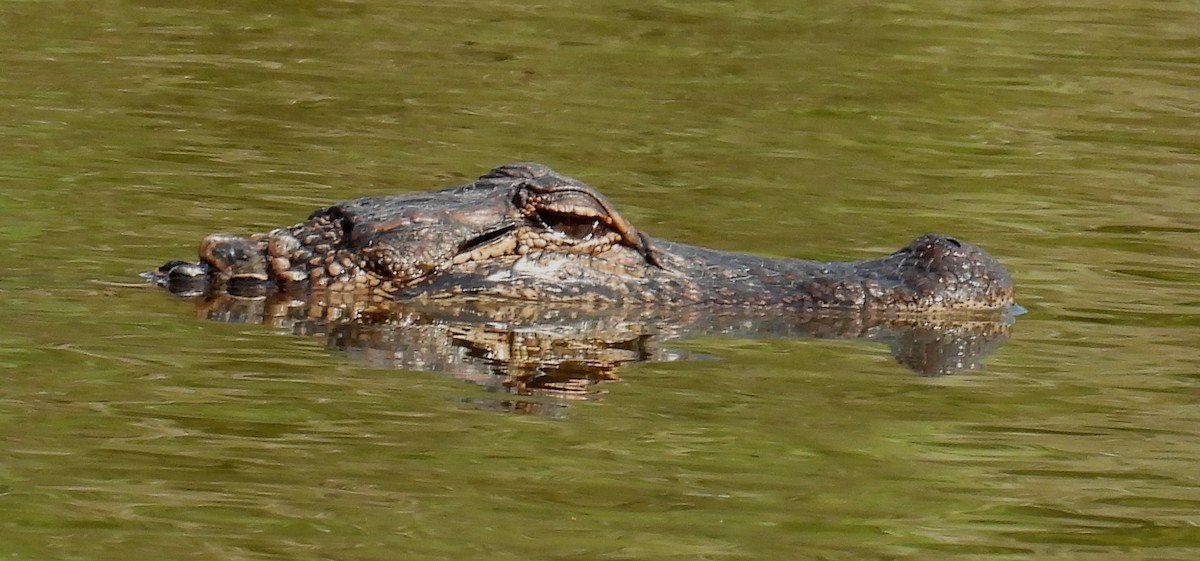 ミシシッピアリゲーター - ML646833458