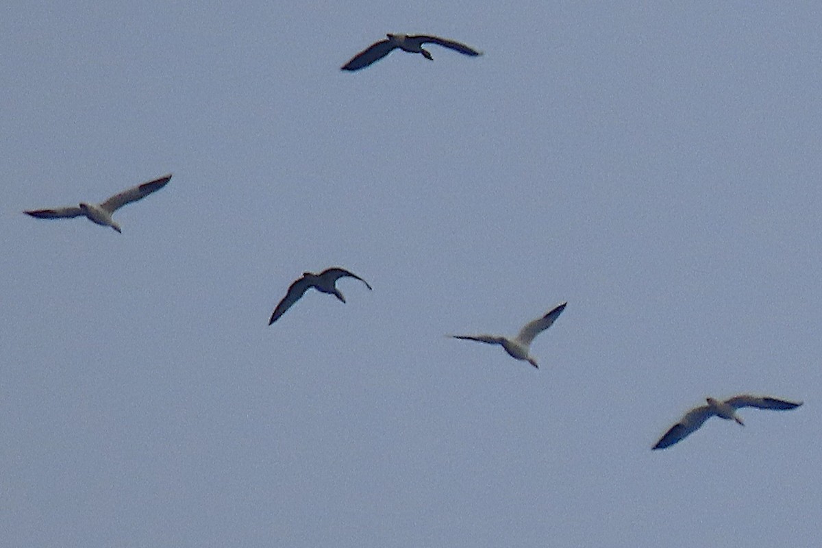 Цасны галуу - ML646833460