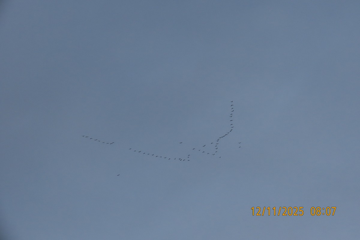 Цасны галуу - ML646833461