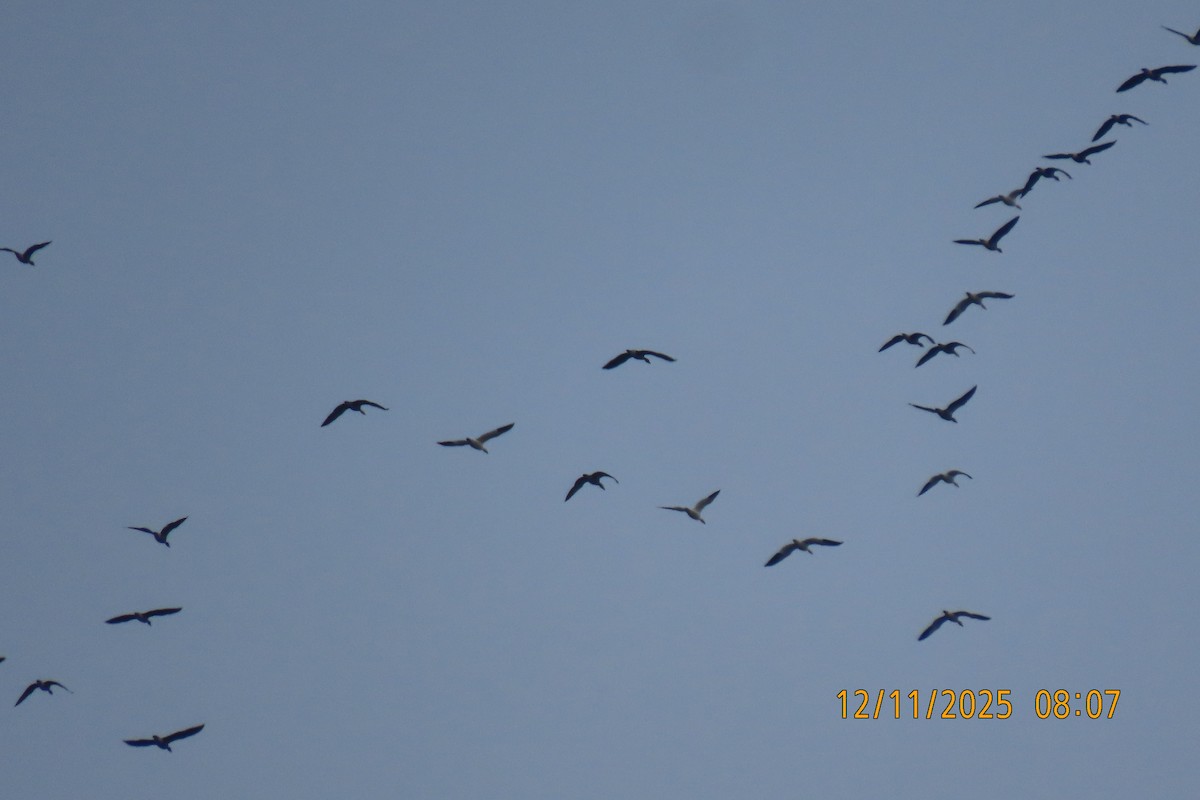 Цасны галуу - ML646833462