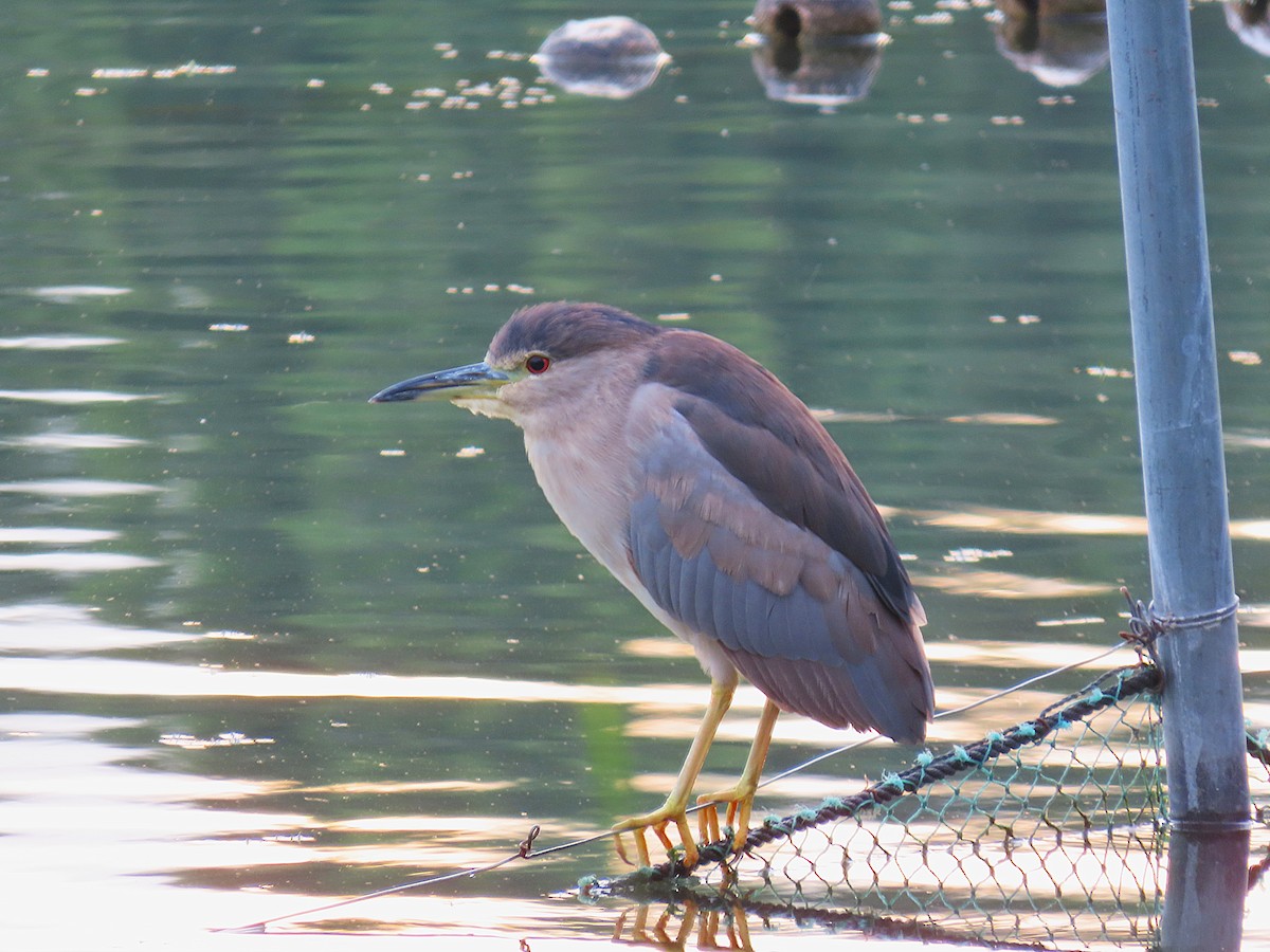 Black-crowned Night Heron - ML646833464