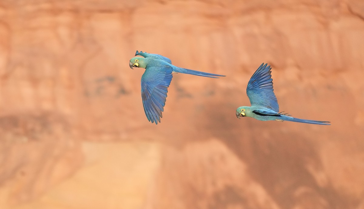 Indigo Macaw - ML646833467