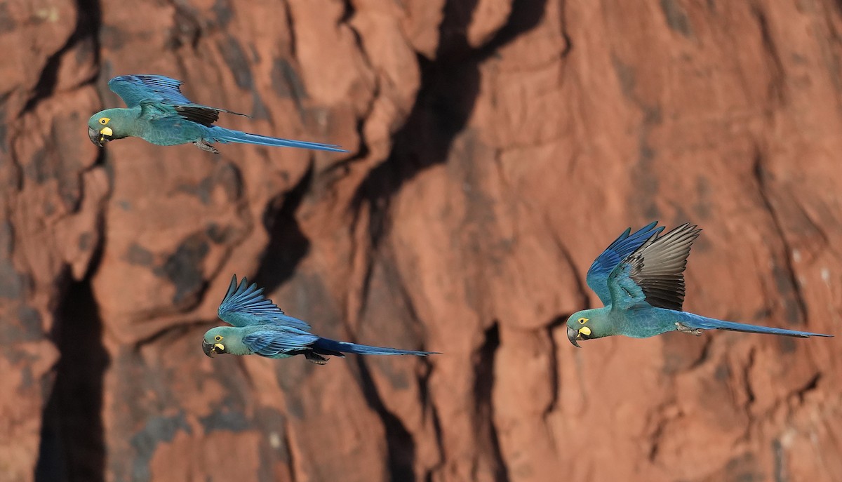 Indigo Macaw - ML646833470