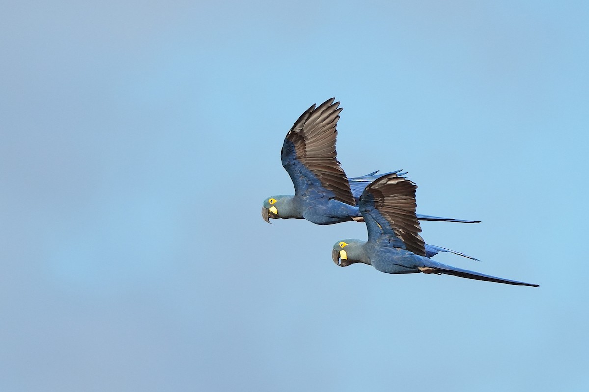 Indigo Macaw - ML646833471