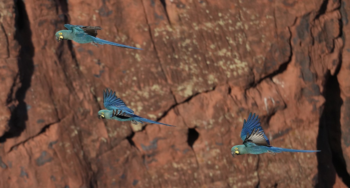 Indigo Macaw - ML646833472