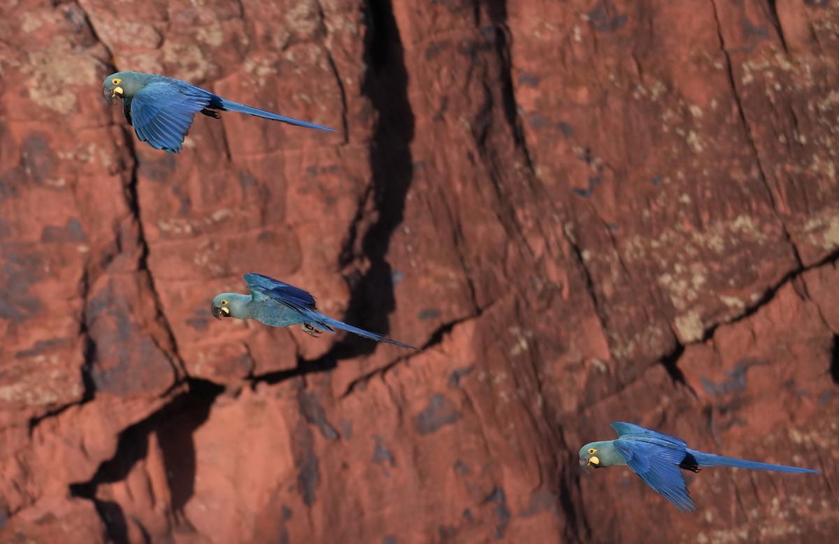 Indigo Macaw - ML646833473