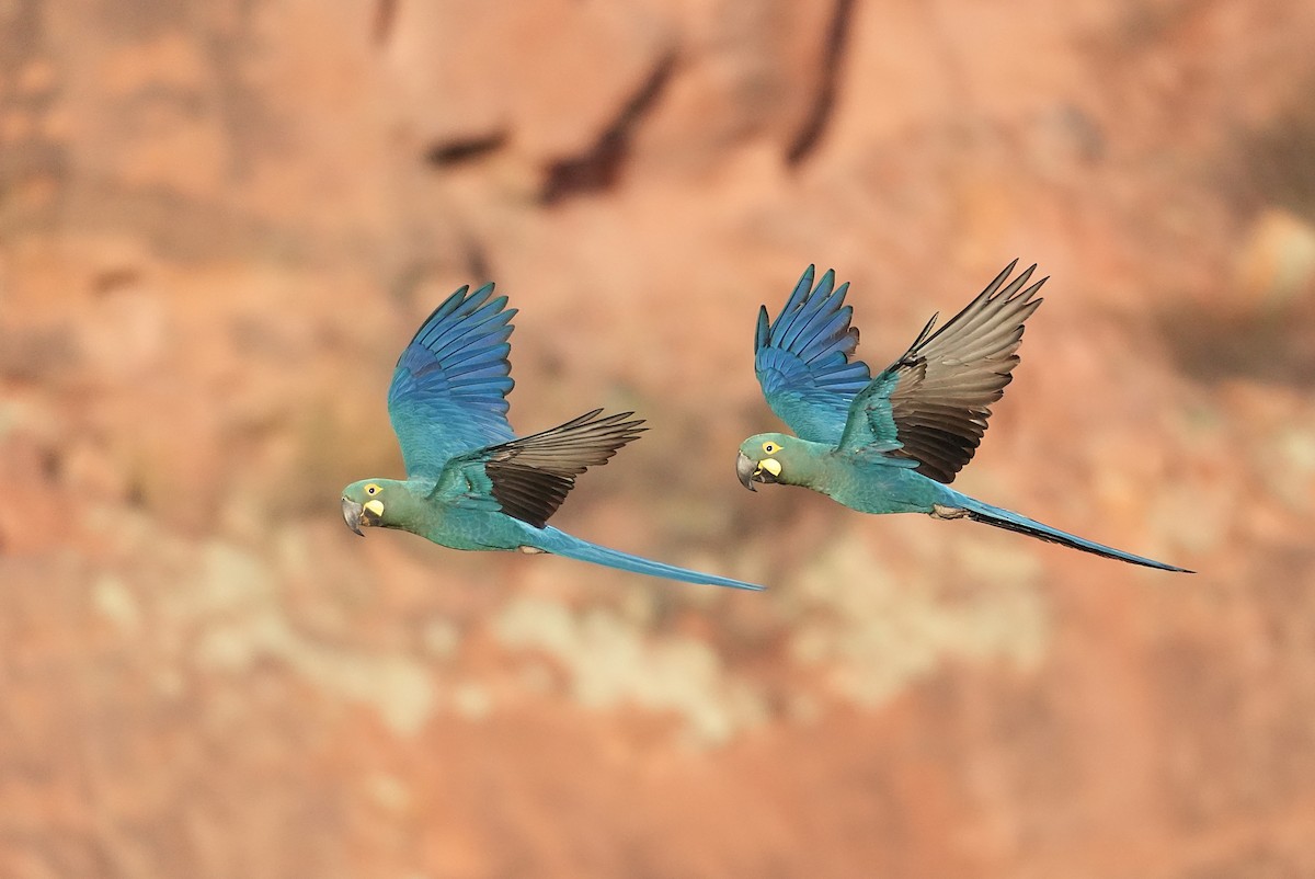 Indigo Macaw - ML646833474