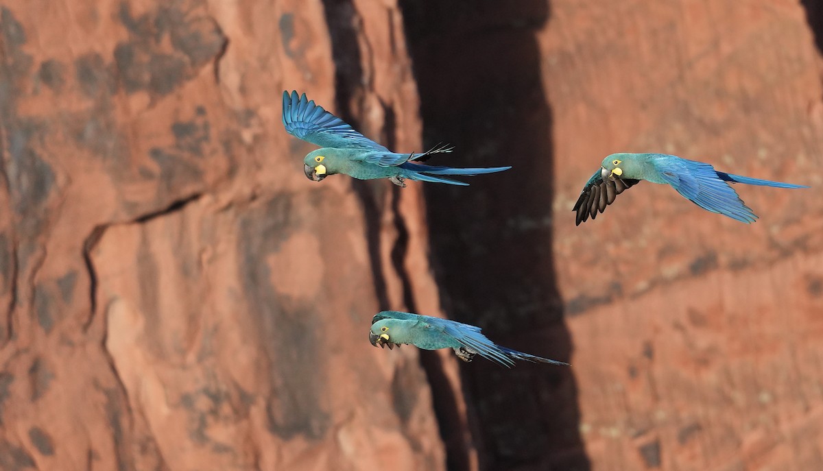 Indigo Macaw - ML646833475