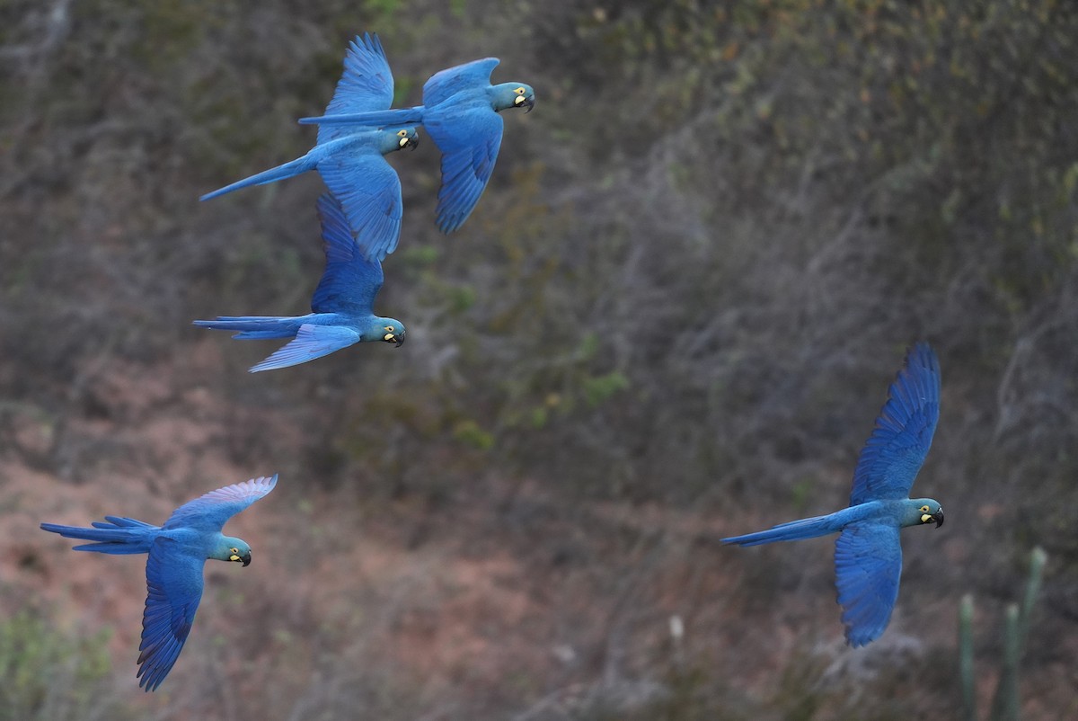 Indigo Macaw - ML646833476