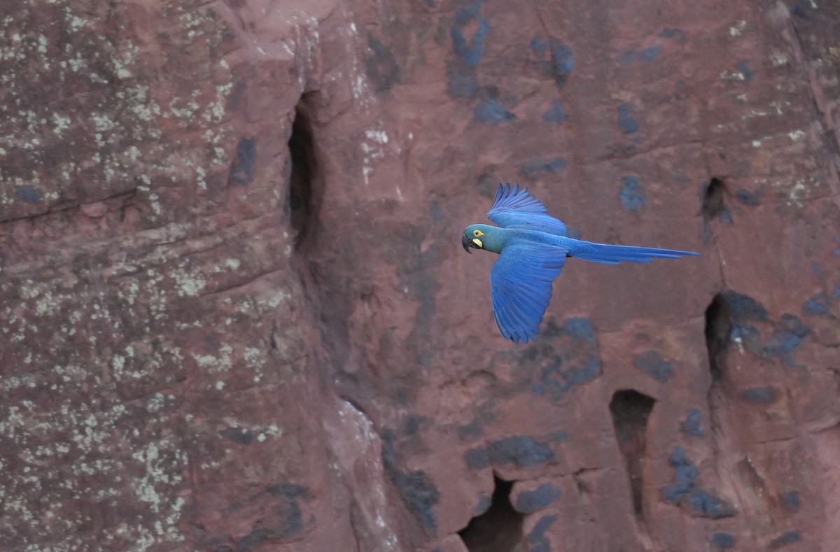 Indigo Macaw - ML646833477