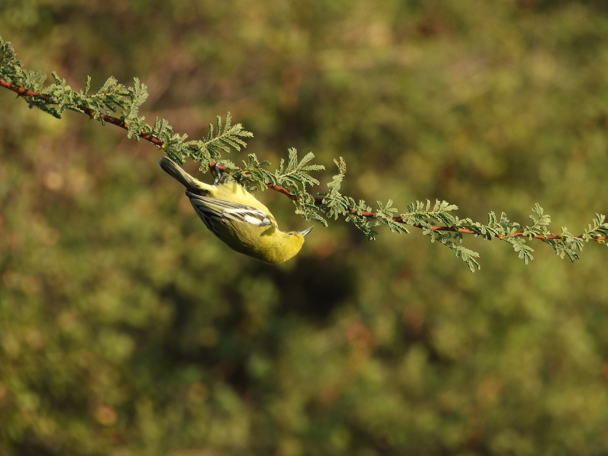 Iora à queue blanche - ML646833481