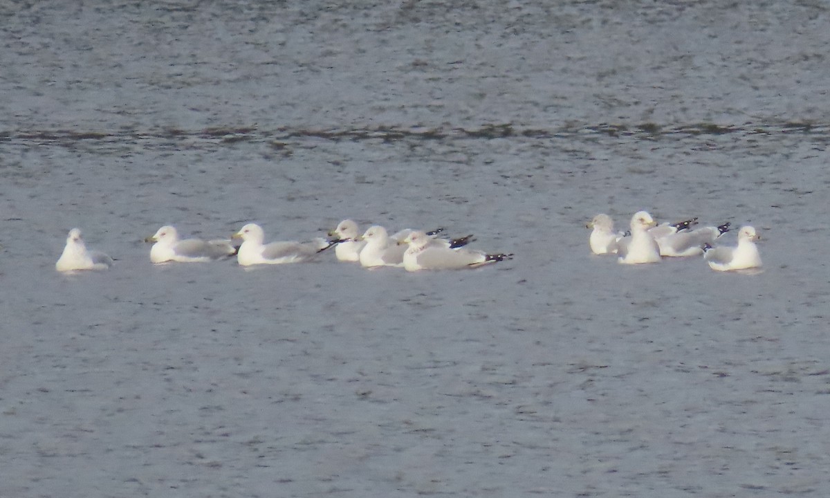 Ringschnabelmöwe - ML646833482