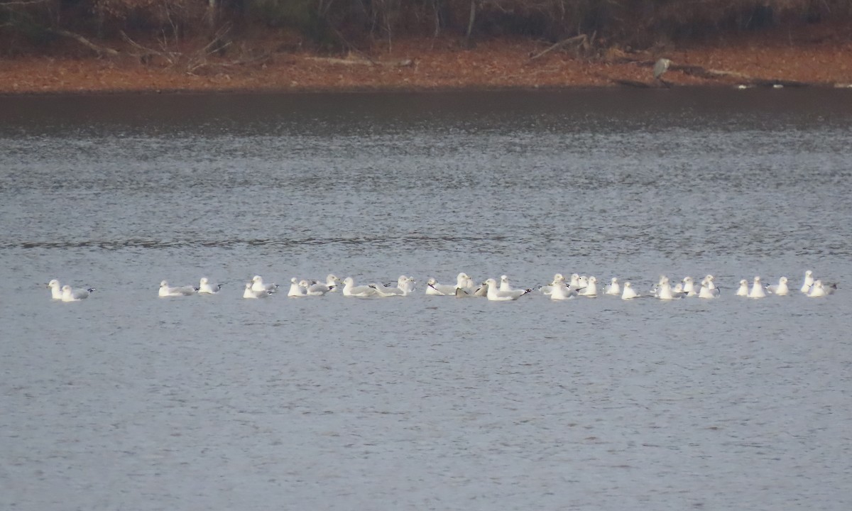 Ringschnabelmöwe - ML646833483