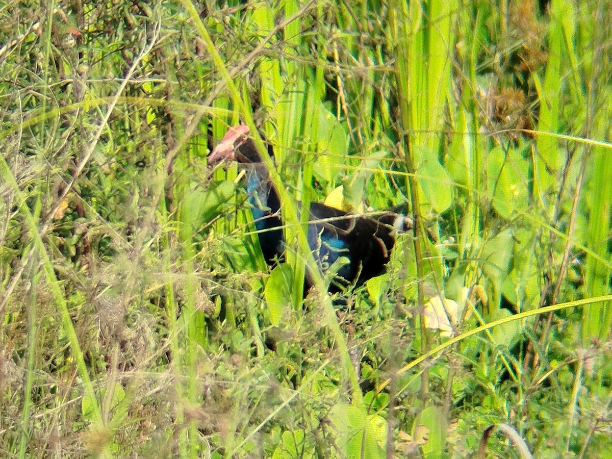 Black-backed Swamphen - ML646833484