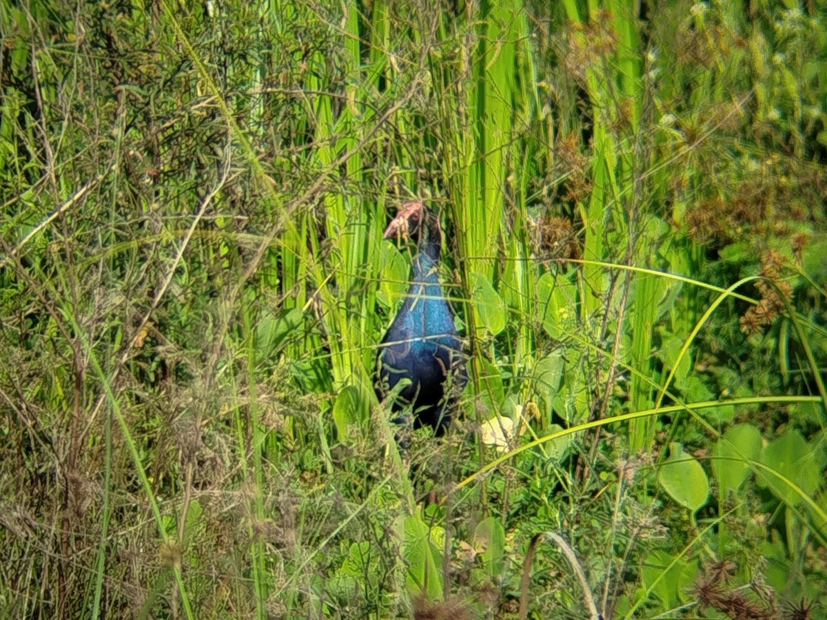 Black-backed Swamphen - ML646833485