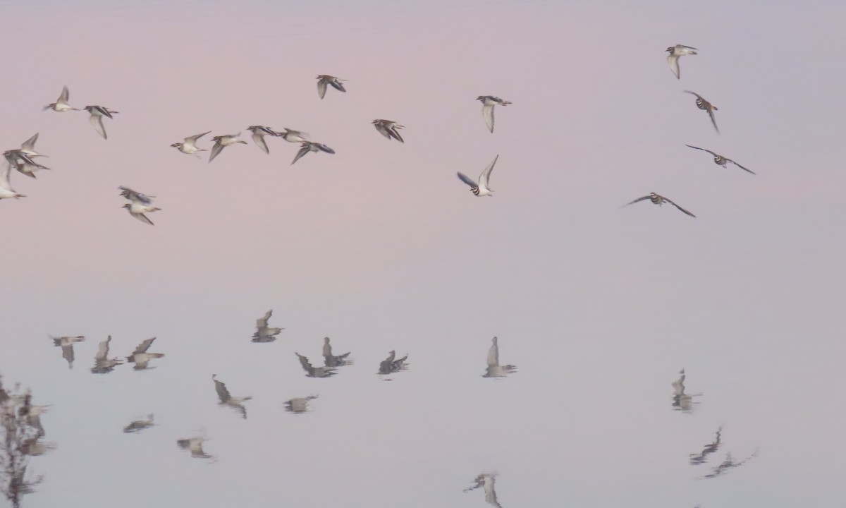 Keilschwanz-Regenpfeifer - ML646833486