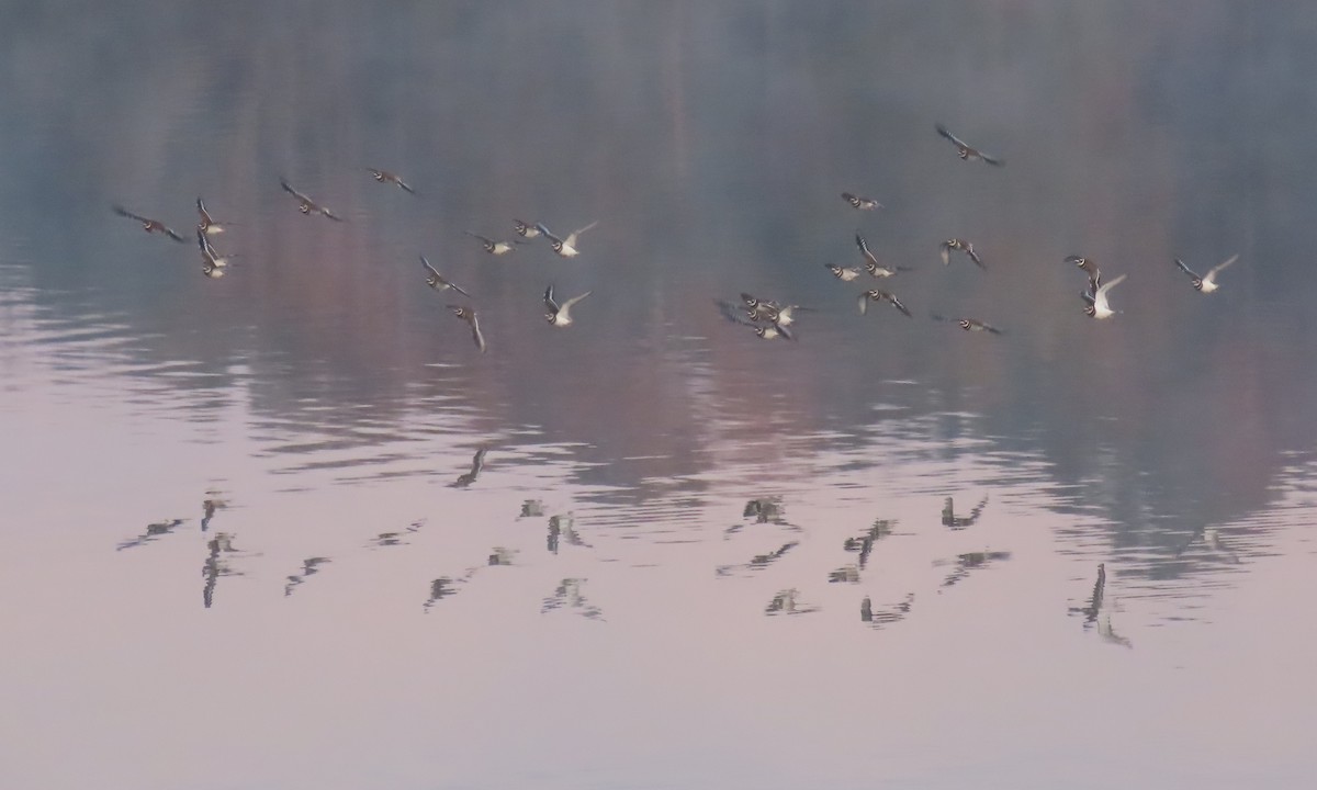 Keilschwanz-Regenpfeifer - ML646833487