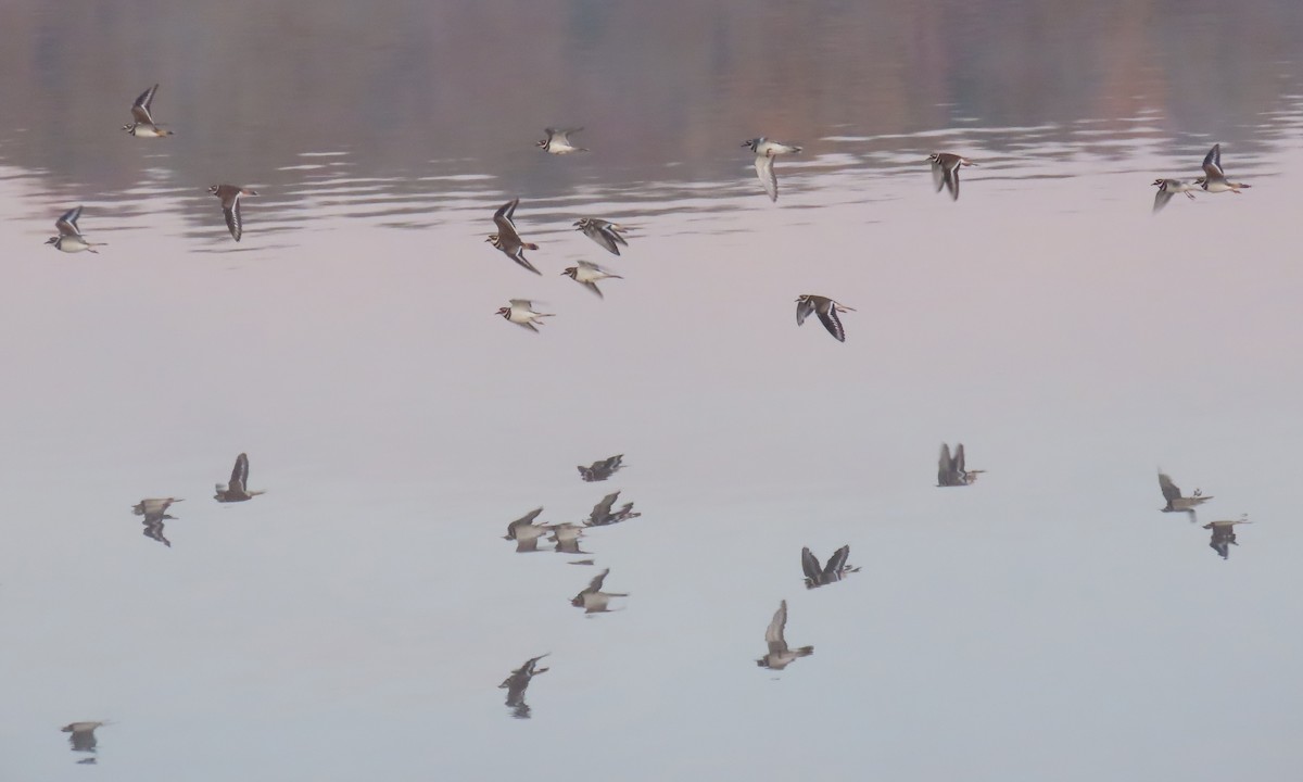 Keilschwanz-Regenpfeifer - ML646833488