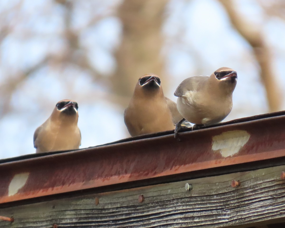 Zedernseidenschwanz - ML646833490