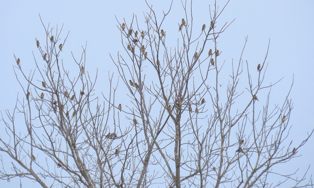 Zedernseidenschwanz - ML646833491