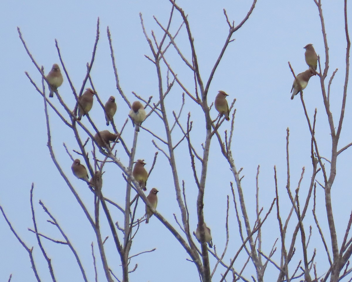 Zedernseidenschwanz - ML646833492