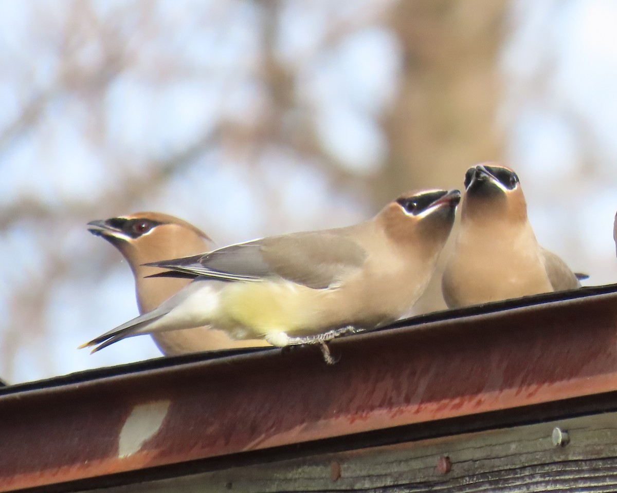 Zedernseidenschwanz - ML646833493