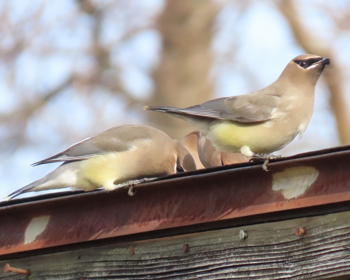 Zedernseidenschwanz - ML646833494