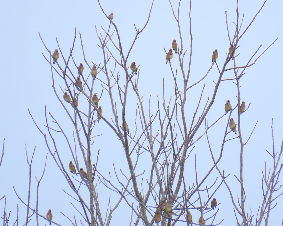 Zedernseidenschwanz - ML646833495