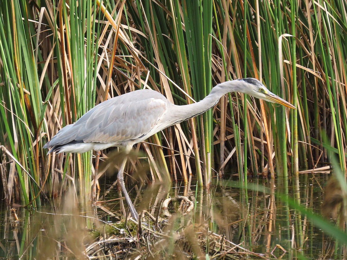 Gray Heron - ML646833499