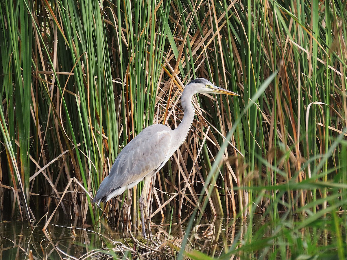 Gray Heron - ML646833500